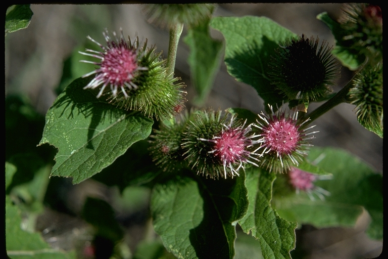 Arctium sp. Arctium sp.