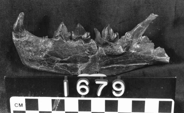 Archaelurus debilis major