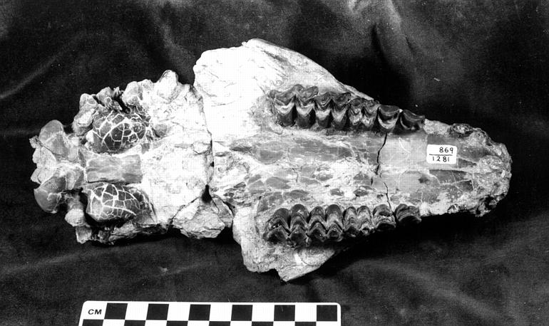 Merycochoerus minor