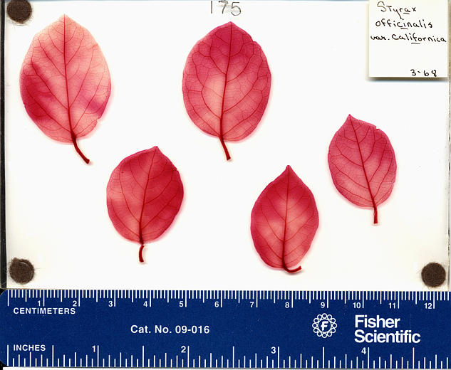 Styrax redivivus Styrax redivivus