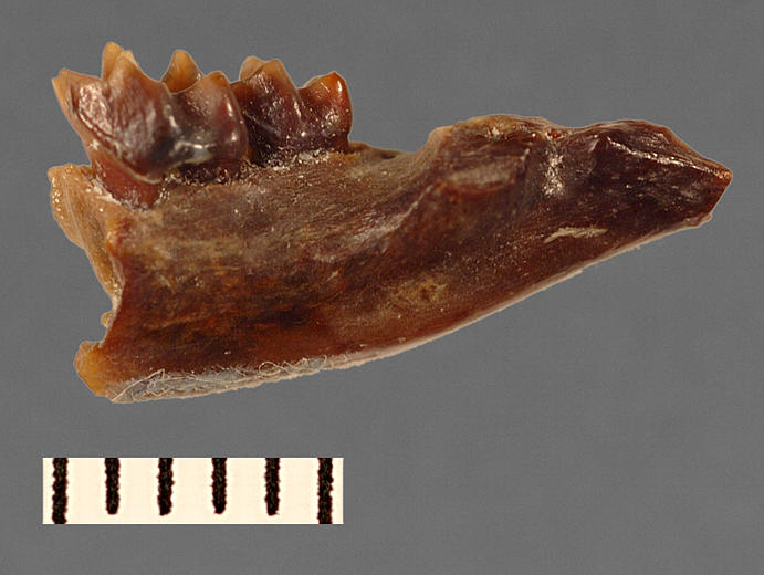 Plesiosorex latidens