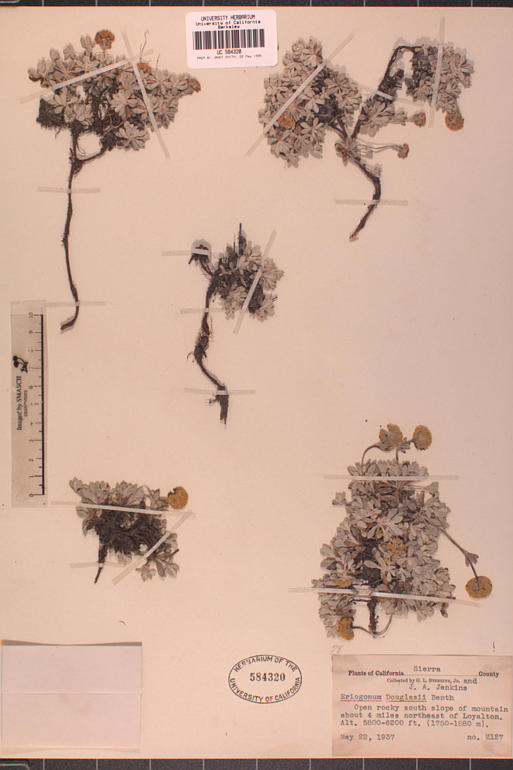 Eriogonum douglasii var. meridionale Eriogonum douglasii var. meridionale