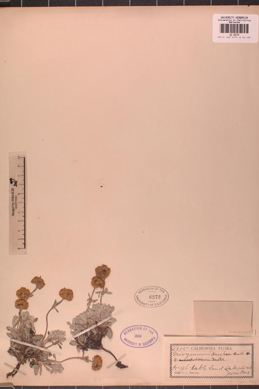 Eriogonum douglasii var. meridionale