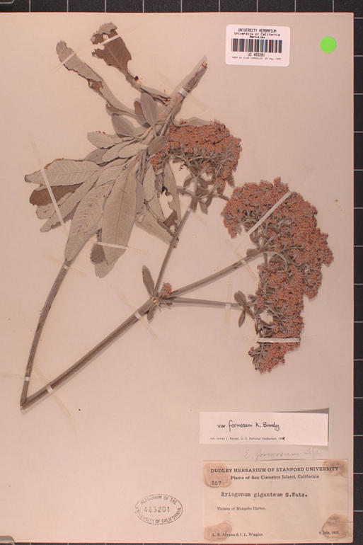 Eriogonum giganteum var. formosum