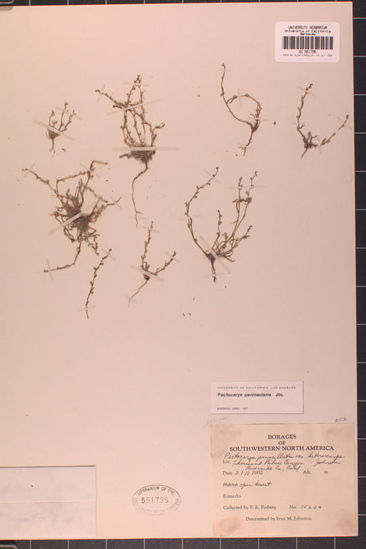 Pectocarya peninsularis
