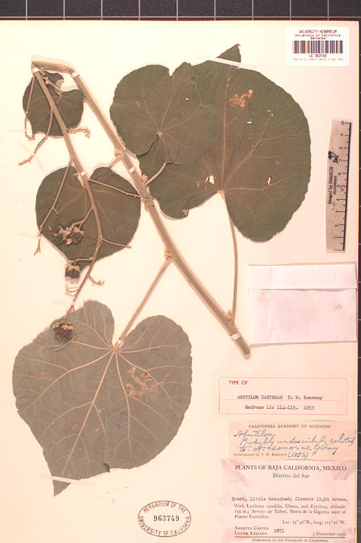 Abutilon xanti Abutilon xanti