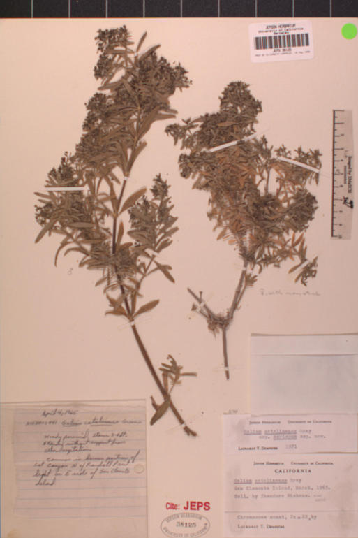 Galium catalinense ssp. acrispum Galium catalinense ssp. acrispum