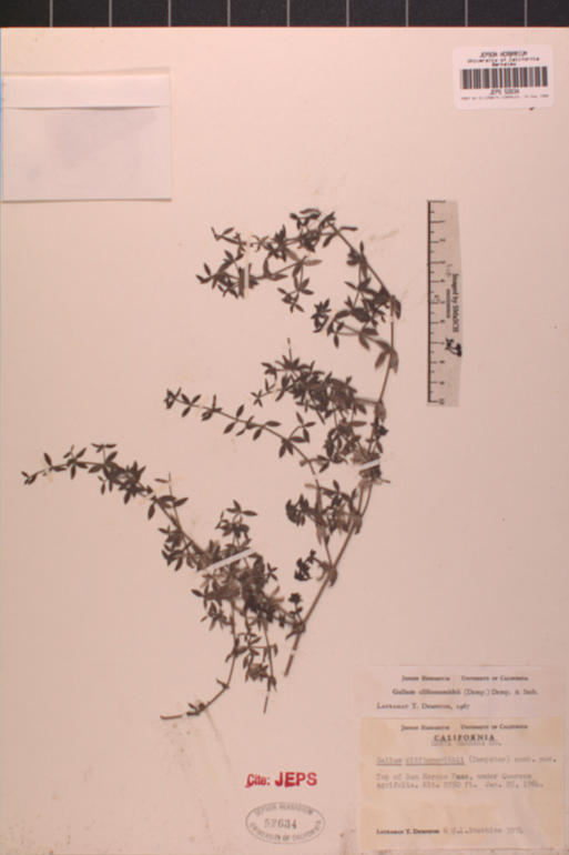 Galium cliftonsmithii Galium cliftonsmithii