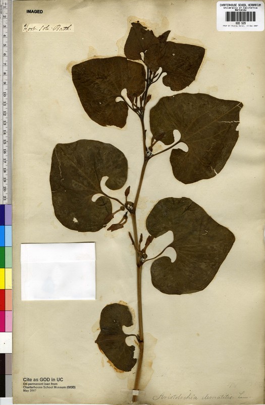 Aristolochia clematitis Aristolochia clematitis