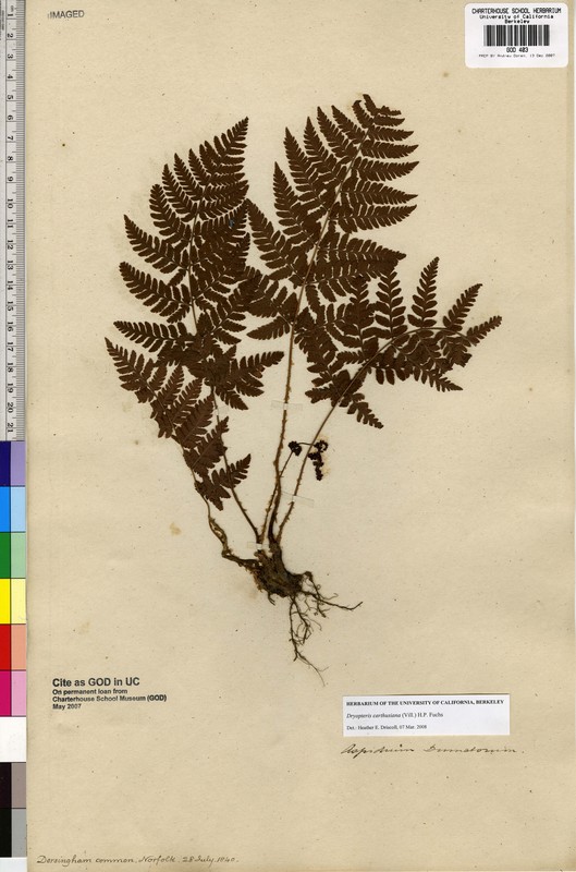 Dryopteris carthusiana Dryopteris carthusiana