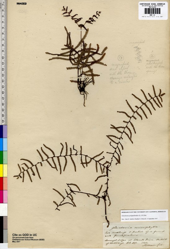 Gleichenia polypodioides Gleichenia polypodioides
