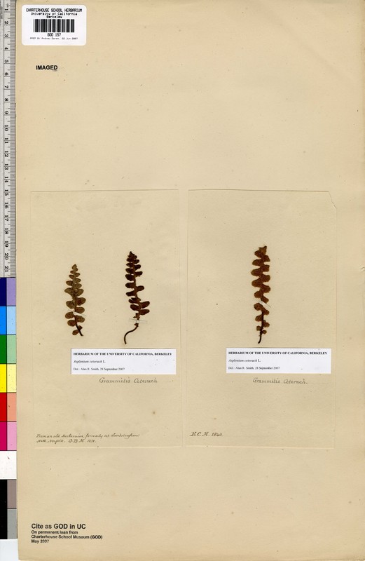 Asplenium ceterach Asplenium ceterach