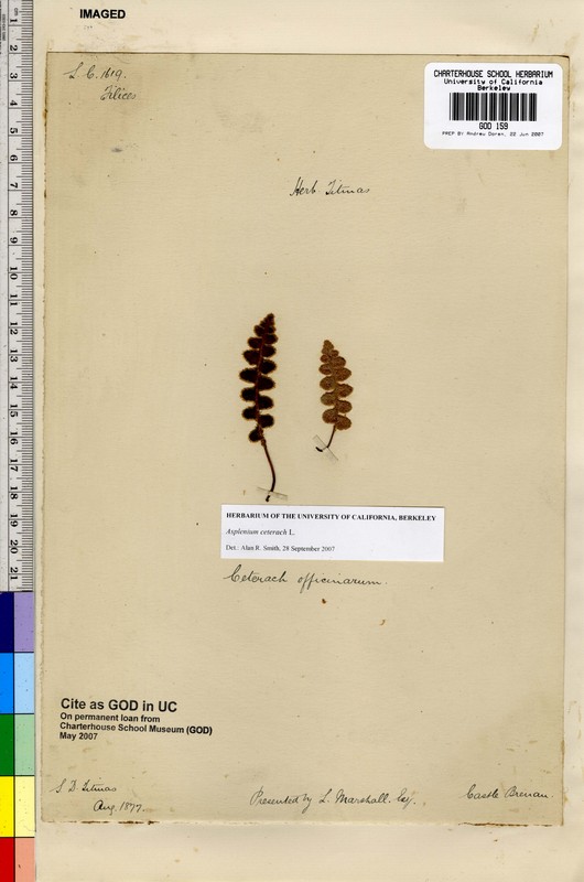 Asplenium ceterach Asplenium ceterach