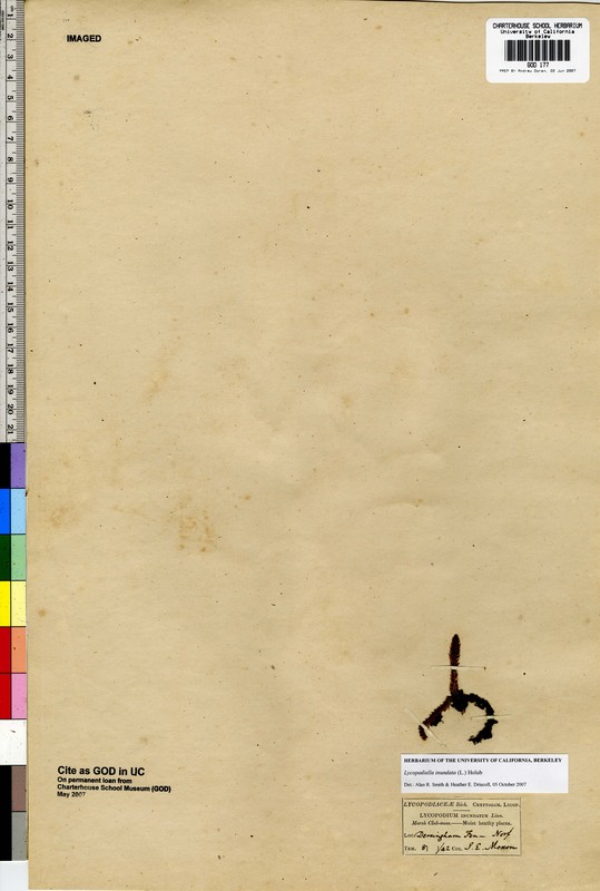 Lycopodiella inundata Lycopodiella inundata