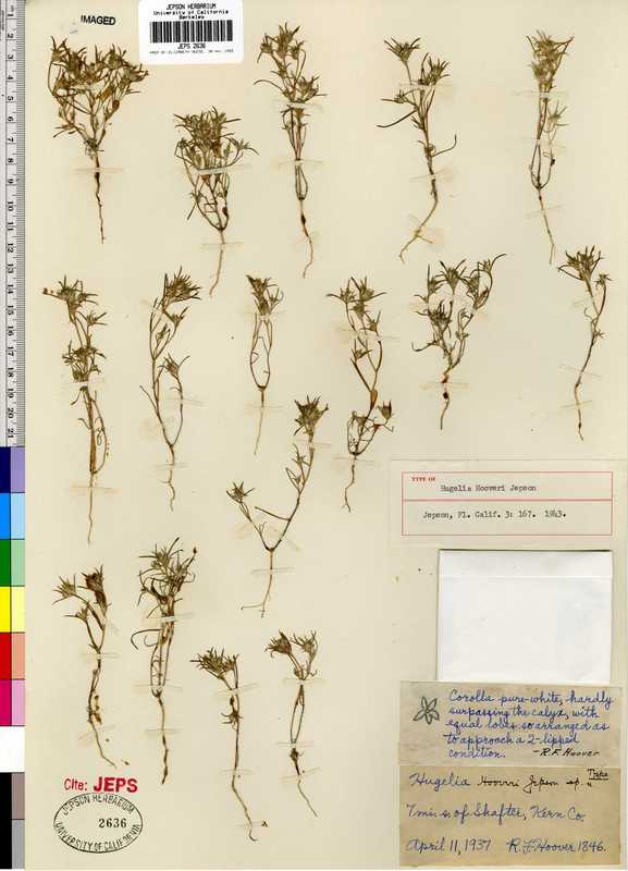 Eriastrum hooveri Eriastrum hooveri