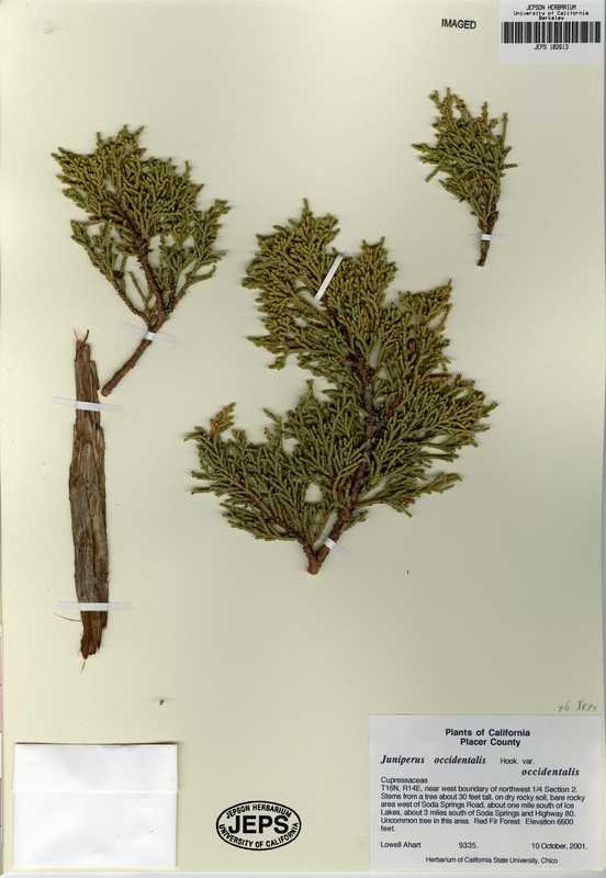Juniperus grandis Juniperus grandis