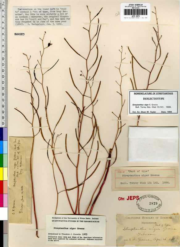Streptanthus glandulosus ssp. niger Streptanthus glandulosus ssp. niger
