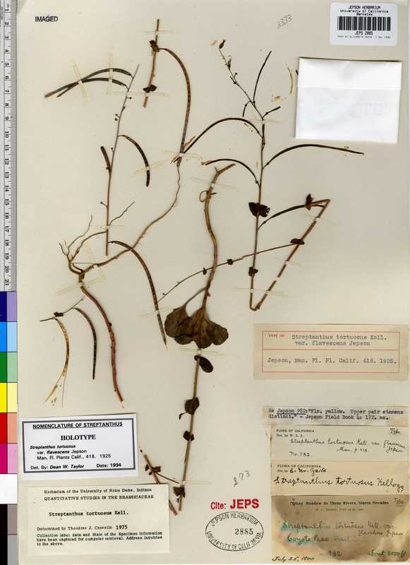 Streptanthus tortuosus var. flavescens