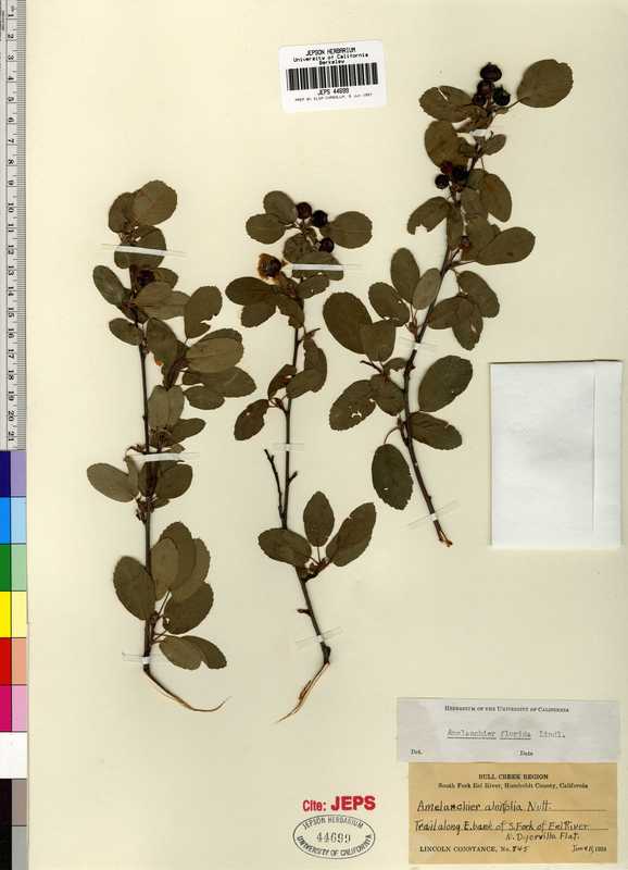 Amelanchier alnifolia var. semiintegrifolia