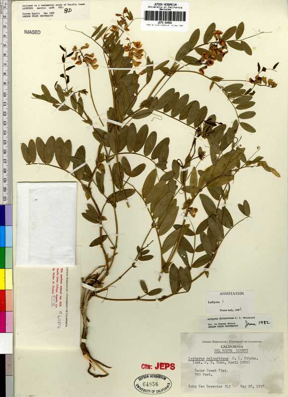 Lathyrus delnorticus Lathyrus delnorticus