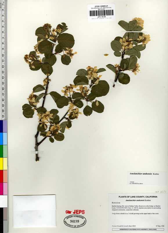 Amelanchier utahensis