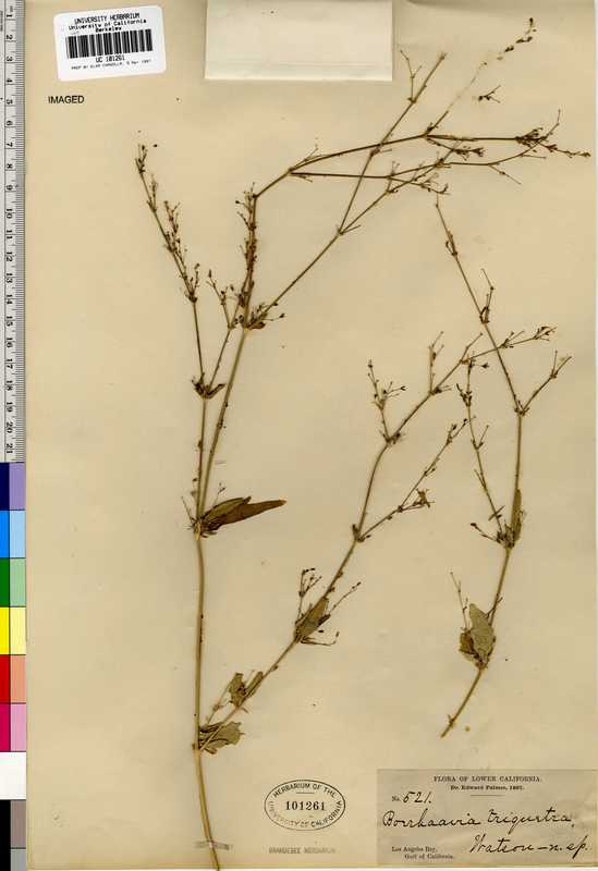 Boerhavia triquetra