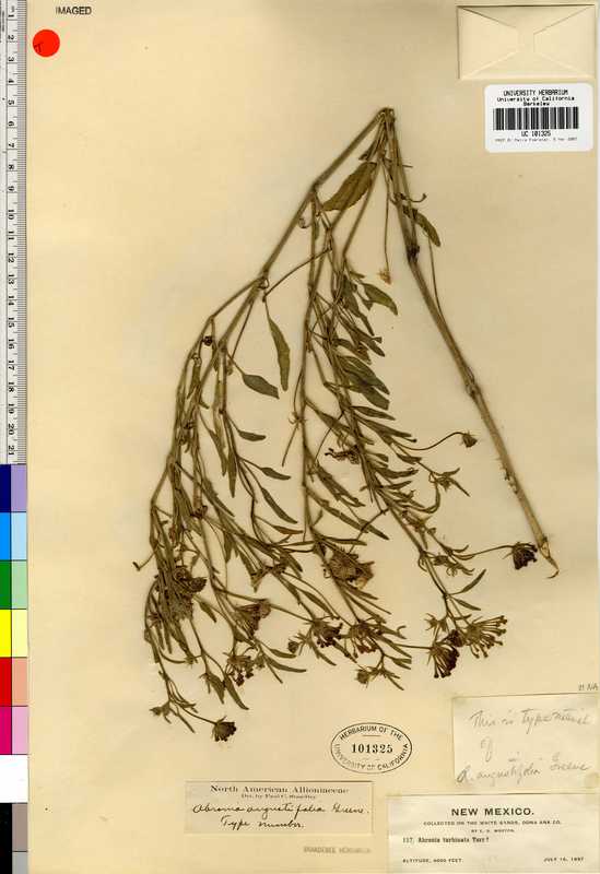 Abronia angustifolia