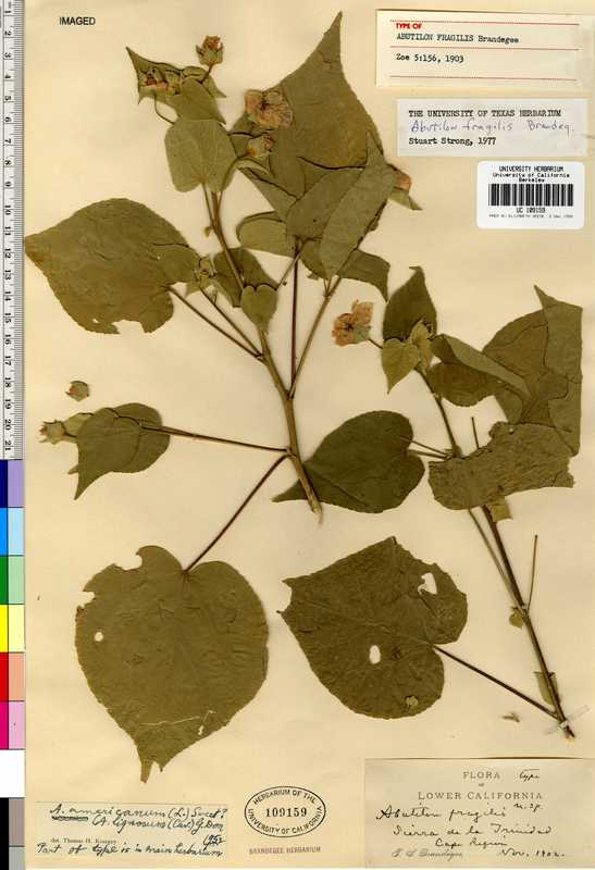 Abutilon californicum