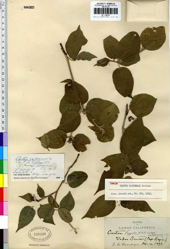 Croton caboensis Croton caboensis