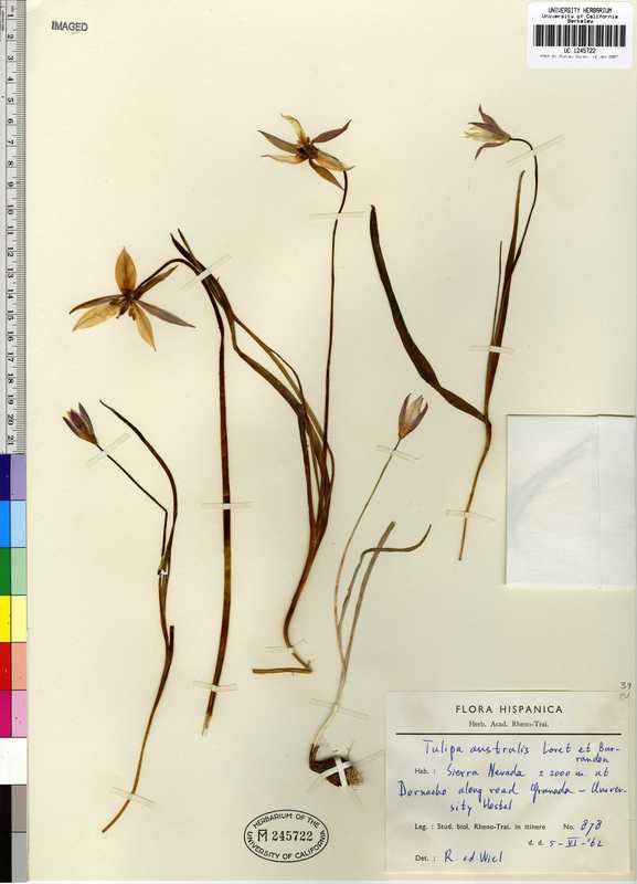 Tulipa sylvestris ssp. australis