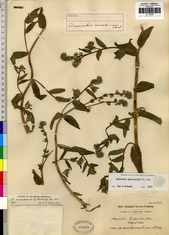 Amsinckia spectabilis Amsinckia spectabilis
