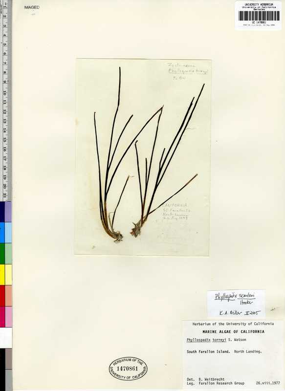 Phyllospadix scouleri Phyllospadix scouleri