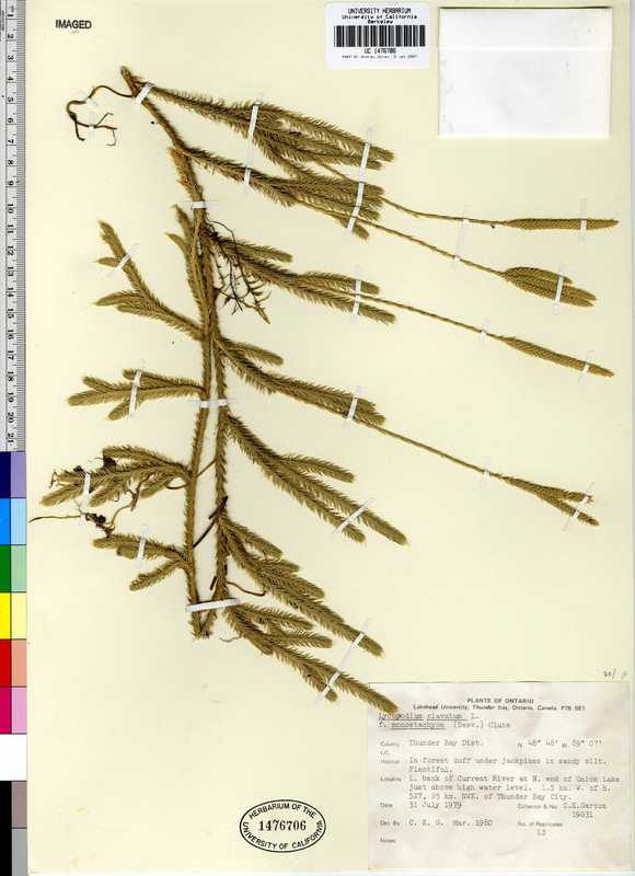 Lycopodium clavatum ssp. monostachyon