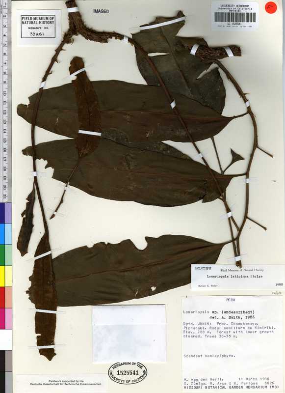 Lomariopsis latipinna