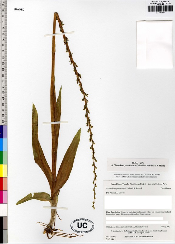Platanthera yosemitensis Platanthera yosemitensis
