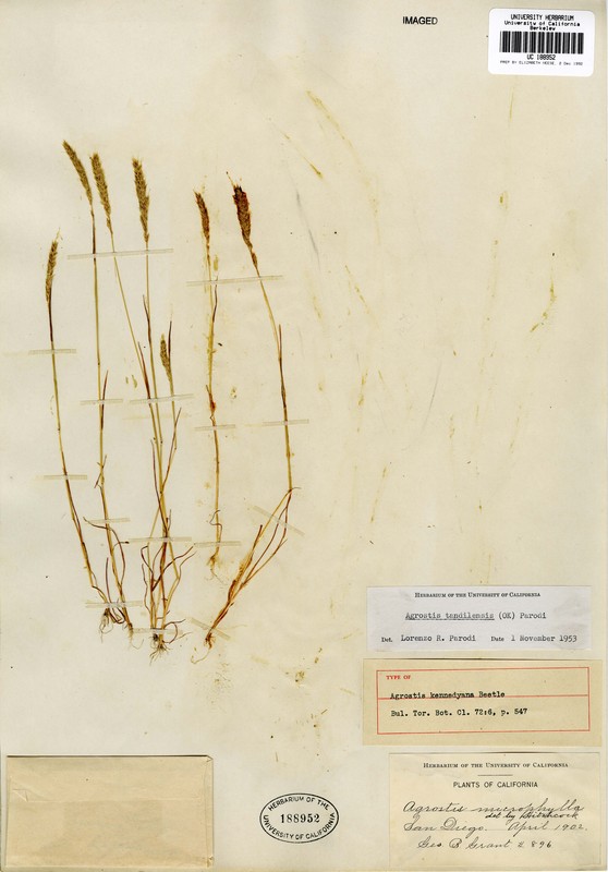 Agrostis tandilensis
