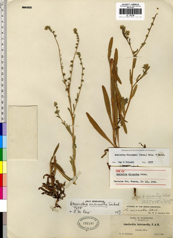 Amsinckia menziesii var. menziesii Amsinckia menziesii var. menziesii