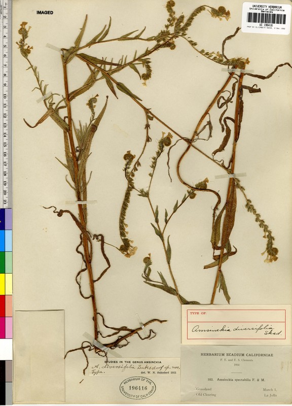 Amsinckia spectabilis Amsinckia spectabilis