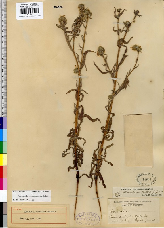 Amsinckia lycopsoides Amsinckia lycopsoides