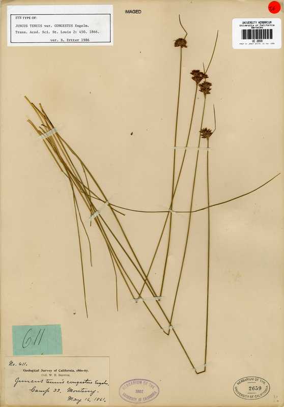 Juncus occidentalis