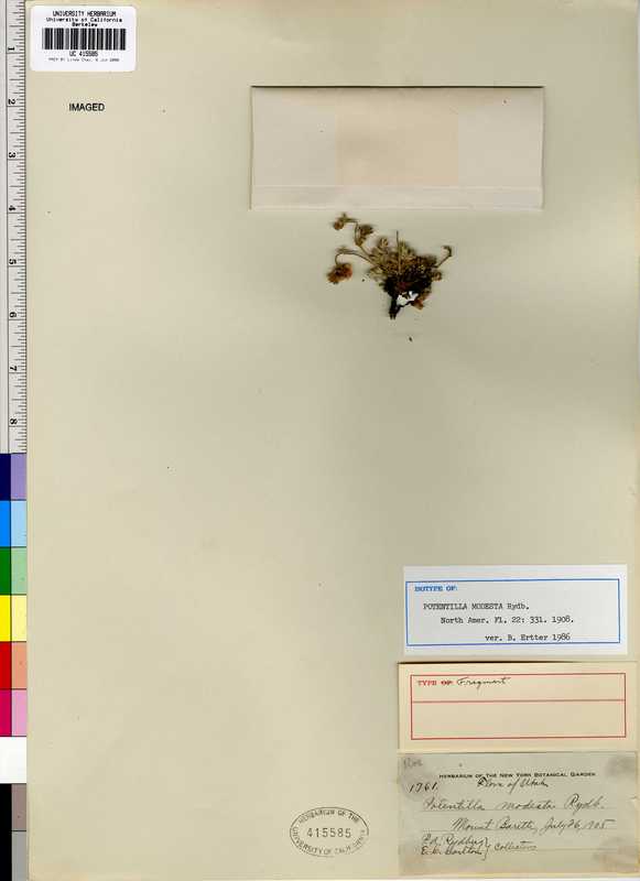 Potentilla rubricaulis Potentilla rubricaulis