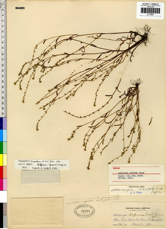 Plagiobothrys scouleri var. scouleri Plagiobothrys scouleri var. scouleri