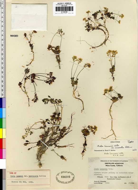 Draba incrassata Draba incrassata