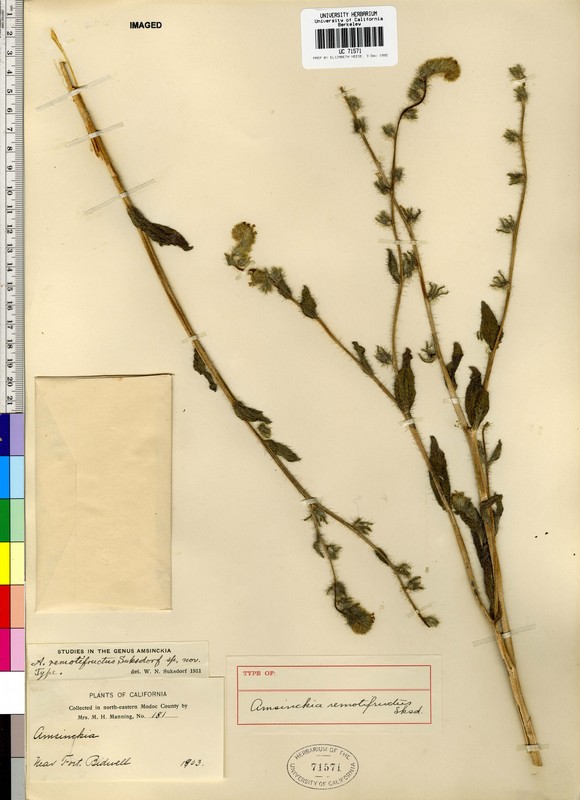 Amsinckia tessellata var. tessellata Amsinckia tessellata var. tessellata