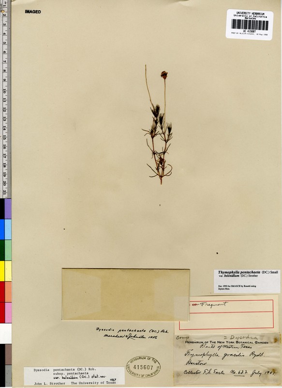 Thymophylla pentachaeta var. belenidium
