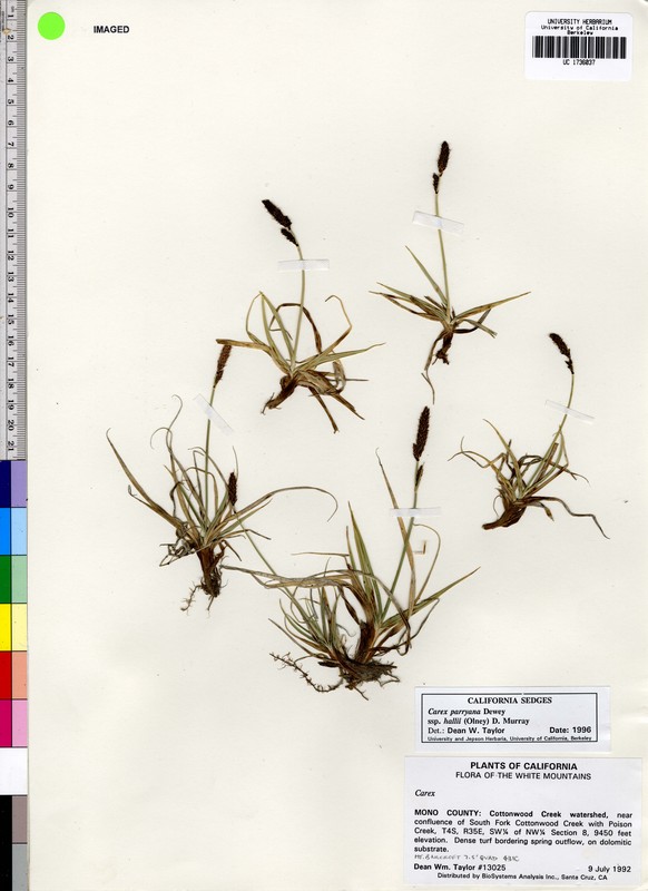 Carex idahoa Carex idahoa