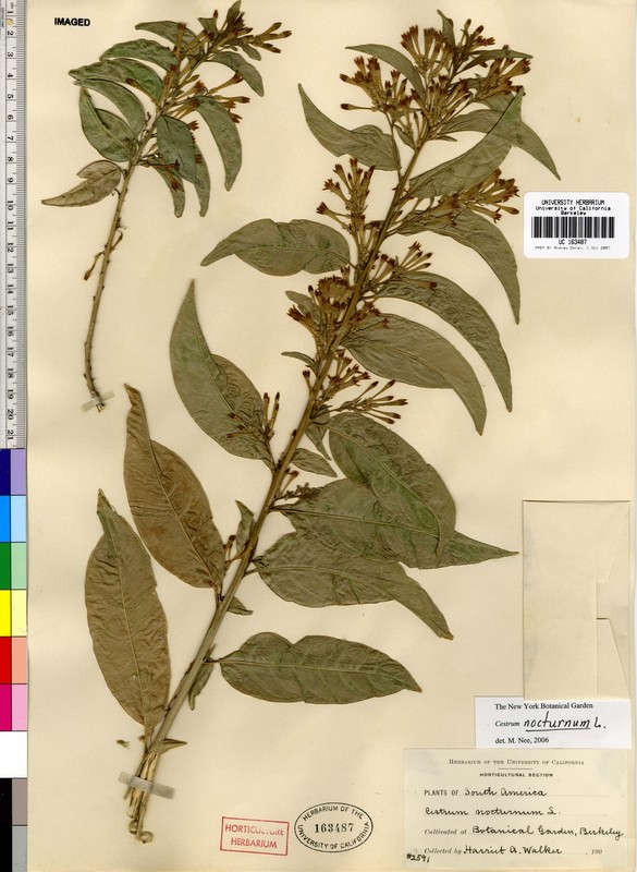 Cestrum nocturnum Cestrum nocturnum