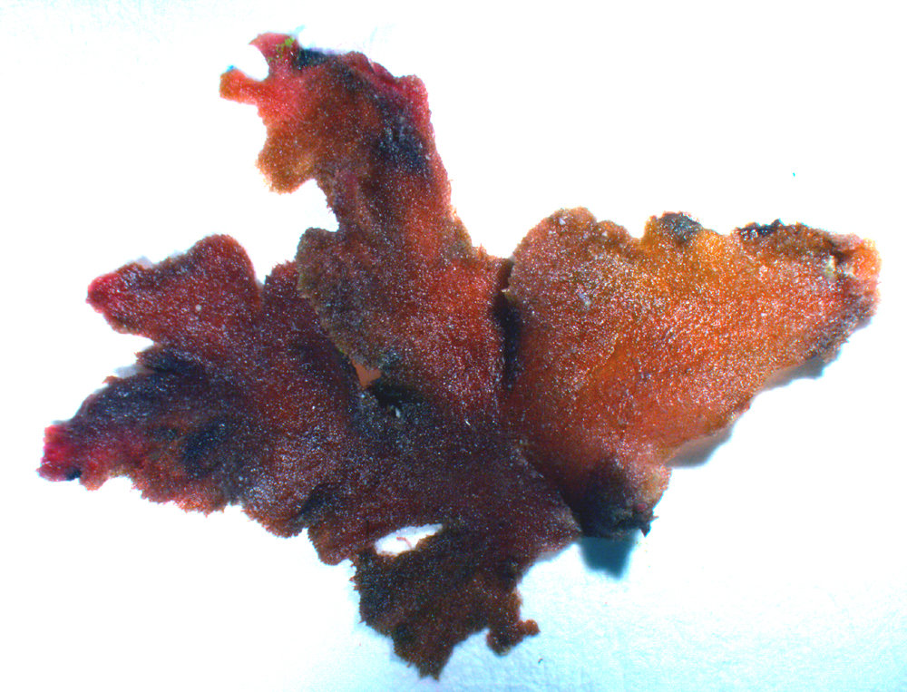 Haloplegma duperreyi
