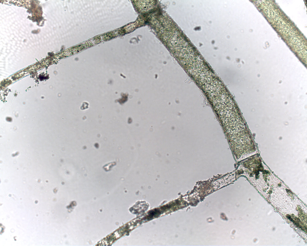 Cladophora