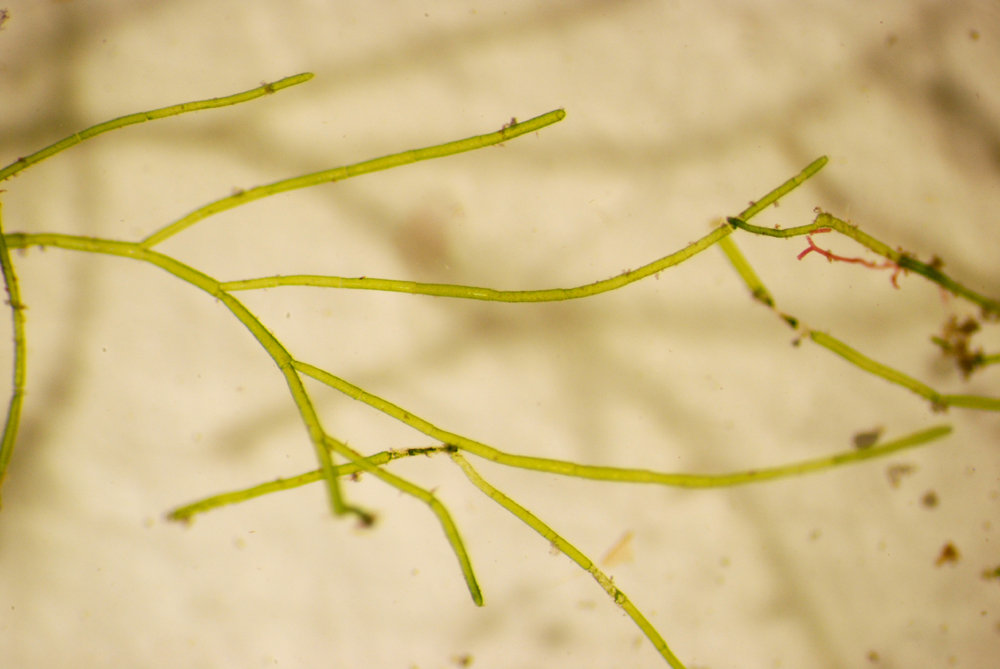 Cladophora